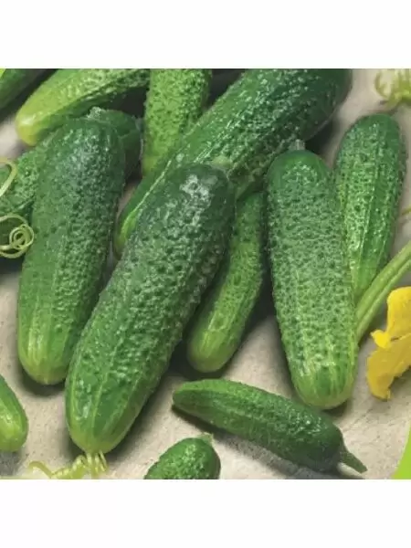 Огурец Струмок: как получить стабильный урожай ранних огурцов