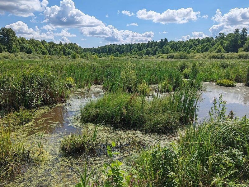 Владимир Зайцев: Ещё два памятника природы в Курской области стали особо охраняемыми природными территориями