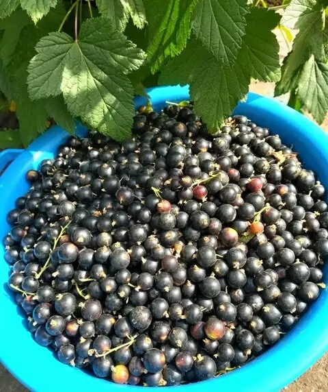 Как ухаживать за смородиной после сбора урожая: советы для садоводов