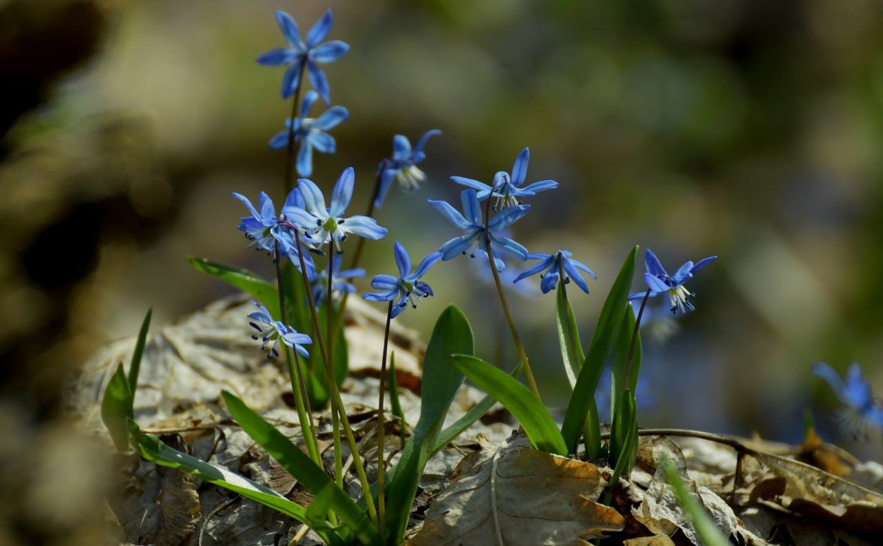 Доброе утро! Минутка красоты весенних первоцветов от Татьяны Тишиной Доброе утро! Минутка красоты весенних первоцветов от Татьяны Тишиной