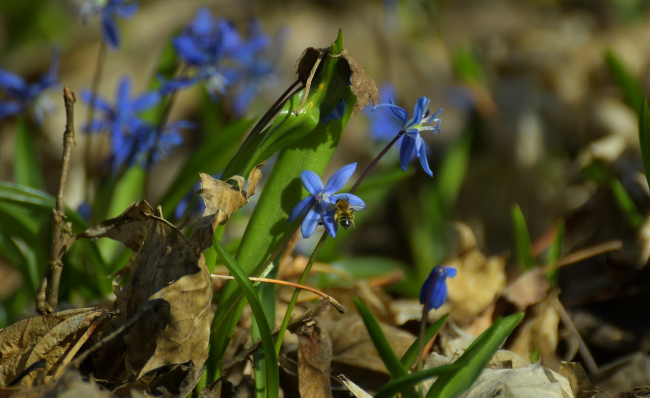Доброе утро! Минутка красоты весенних первоцветов от Татьяны Тишиной Доброе утро! Минутка красоты весенних первоцветов от Татьяны Тишиной