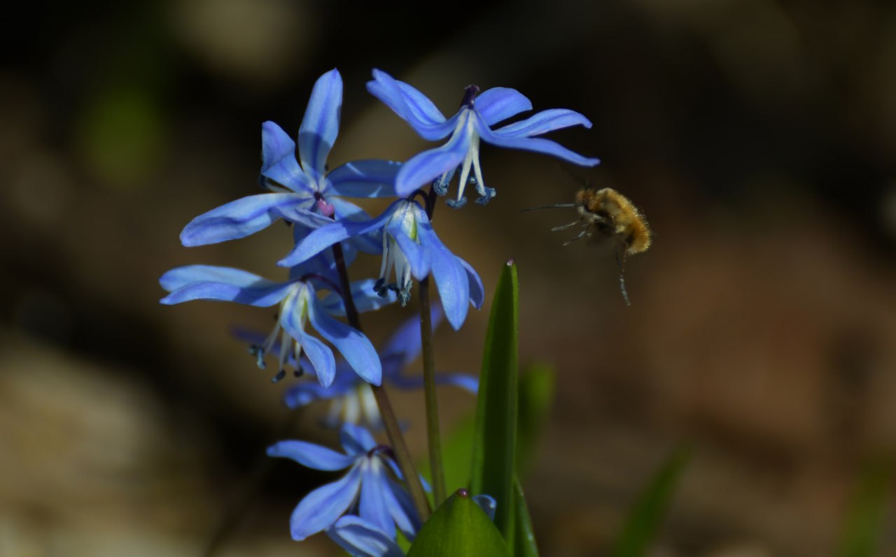 Доброе утро! Минутка красоты весенних первоцветов от Татьяны Тишиной