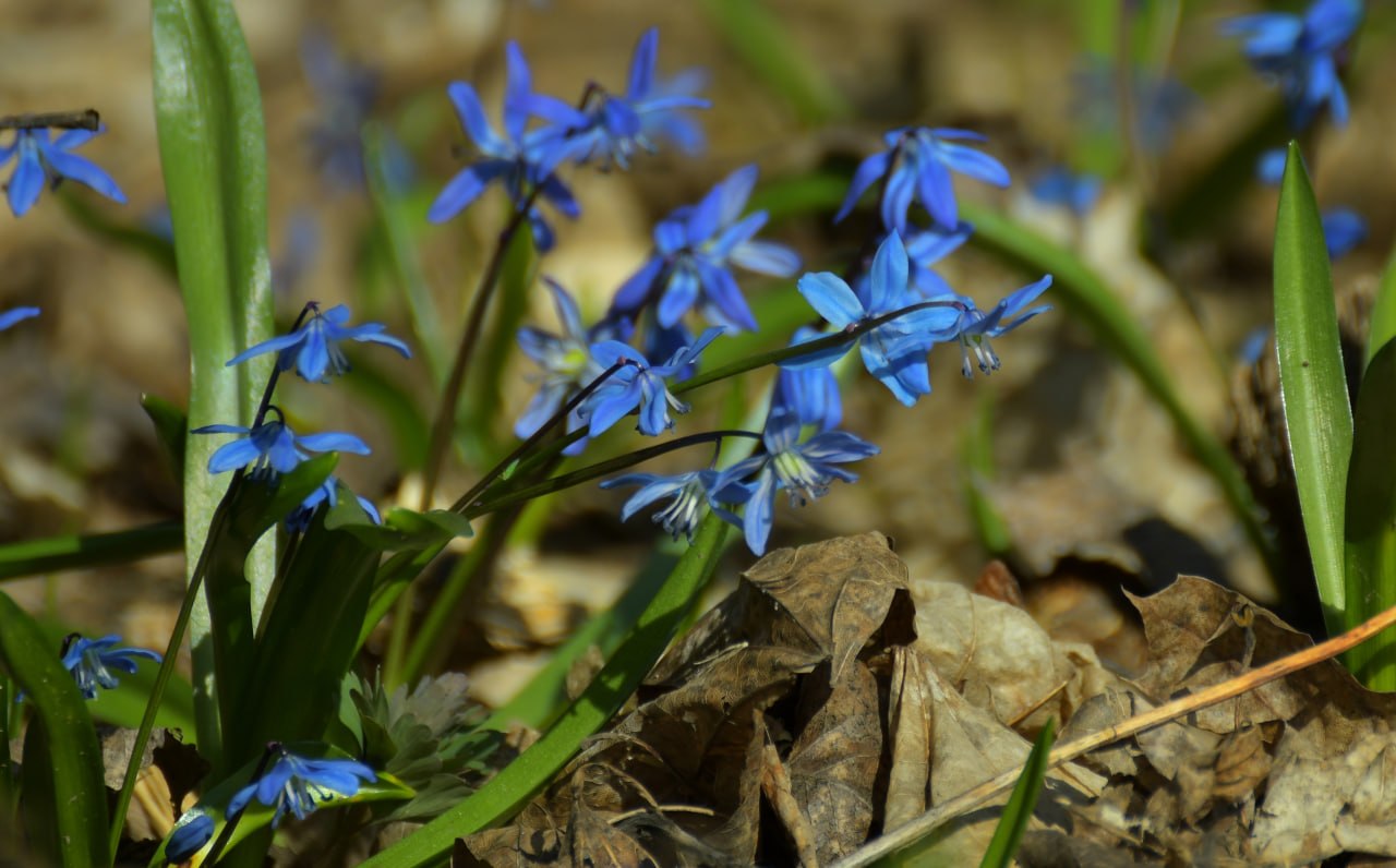 Доброе утро! Минутка красоты весенних первоцветов от Татьяны Тишиной Доброе утро! Минутка красоты весенних первоцветов от Татьяны Тишиной