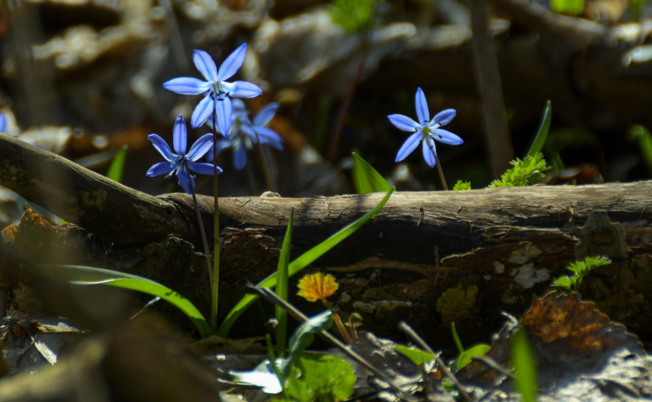 Доброе утро! Минутка красоты весенних первоцветов от Татьяны Тишиной Доброе утро! Минутка красоты весенних первоцветов от Татьяны Тишиной