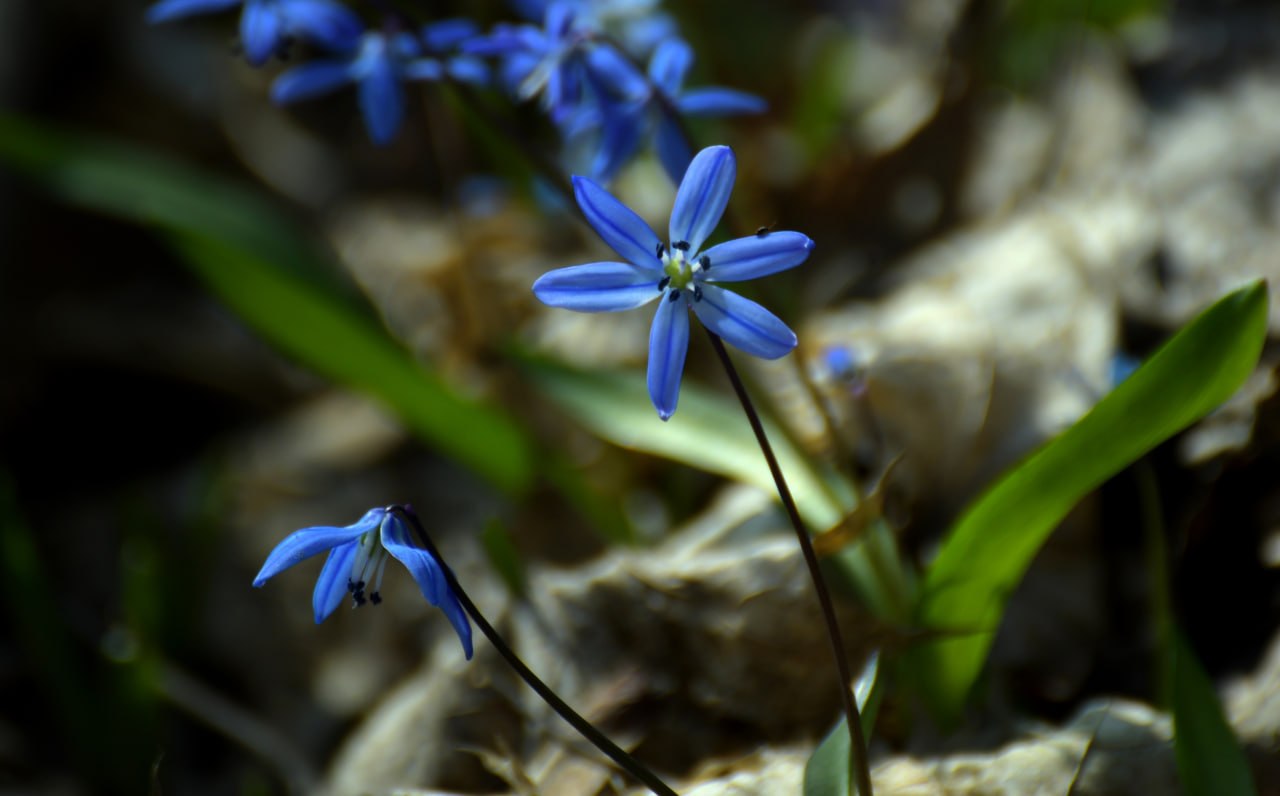 Доброе утро! Минутка красоты весенних первоцветов от Татьяны Тишиной Доброе утро! Минутка красоты весенних первоцветов от Татьяны Тишиной