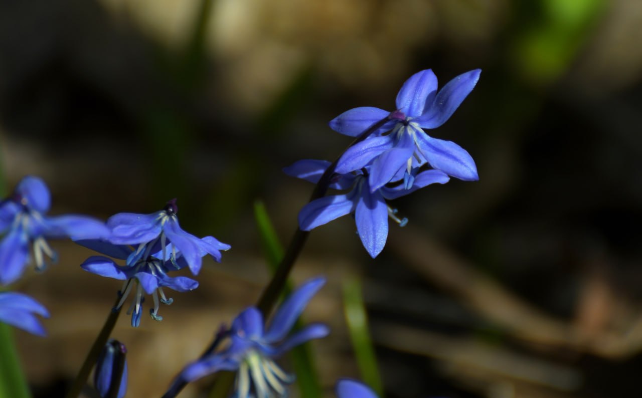 Доброе утро! Минутка красоты весенних первоцветов от Татьяны Тишиной Доброе утро! Минутка красоты весенних первоцветов от Татьяны Тишиной