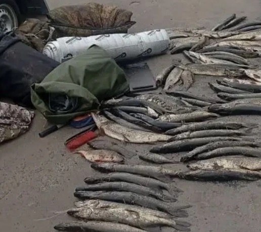 «Черного» рыболова поймали полицейские на посту в Курской области