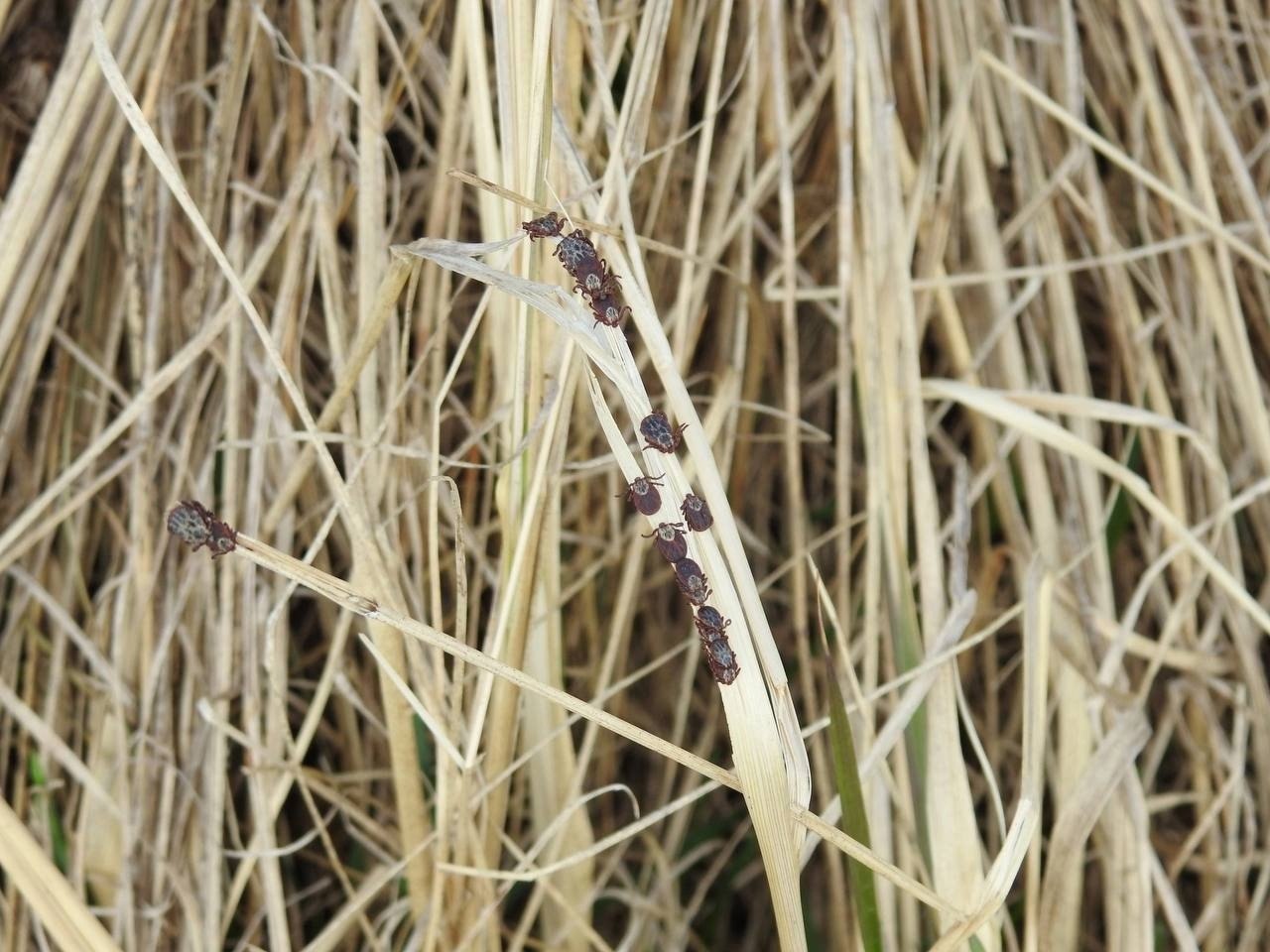 В Курской области от укусов клещей пострадали еще 36 человек