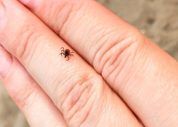 � ������ ���� � ������� �� ������ ������ ���������� 36 �������, � ��� ����� 19 �����