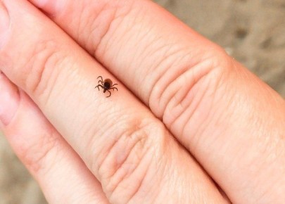 � ������ ���� � ������� �� ������ ������ ���������� 36 �������, � ��� ����� 19 �����