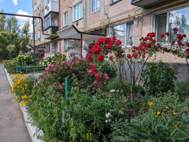 Плетистая роза Flammentanz: идеальное растение для дачников средней полосы