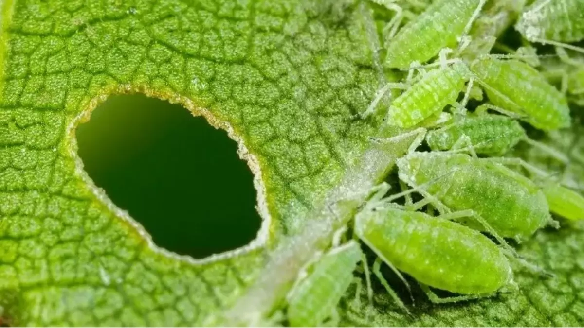 Сражение с тлёй: простые и эффективные методы защиты вашего сада