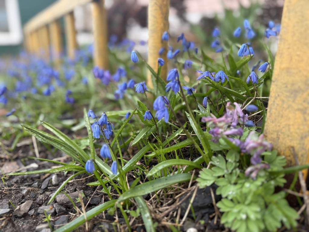 В Курской области в пасхальную ночь ожидаются заморозки и туман
