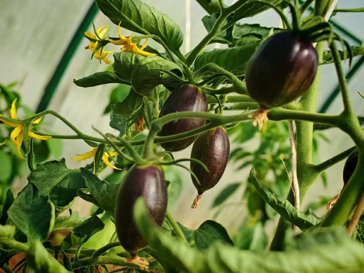 Томатные теплицы Урала: как выжить в капризах погоды и сохранить урожай