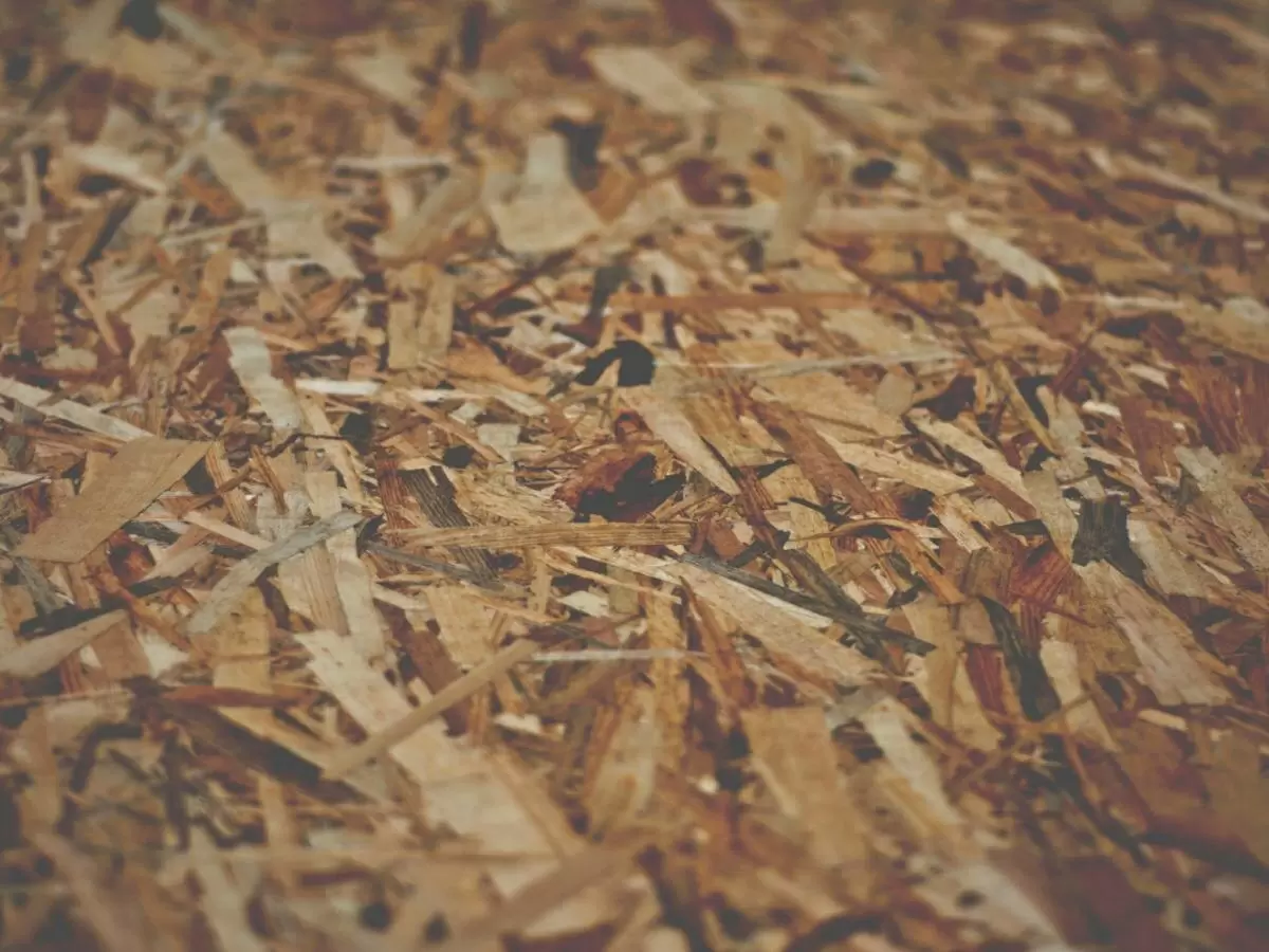 Как ряска помогает сохранять влагу и улучшать почву на даче