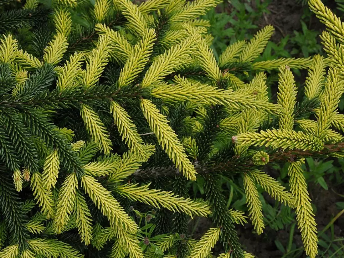 Ель на даче: ценные преимущества для вашего участка