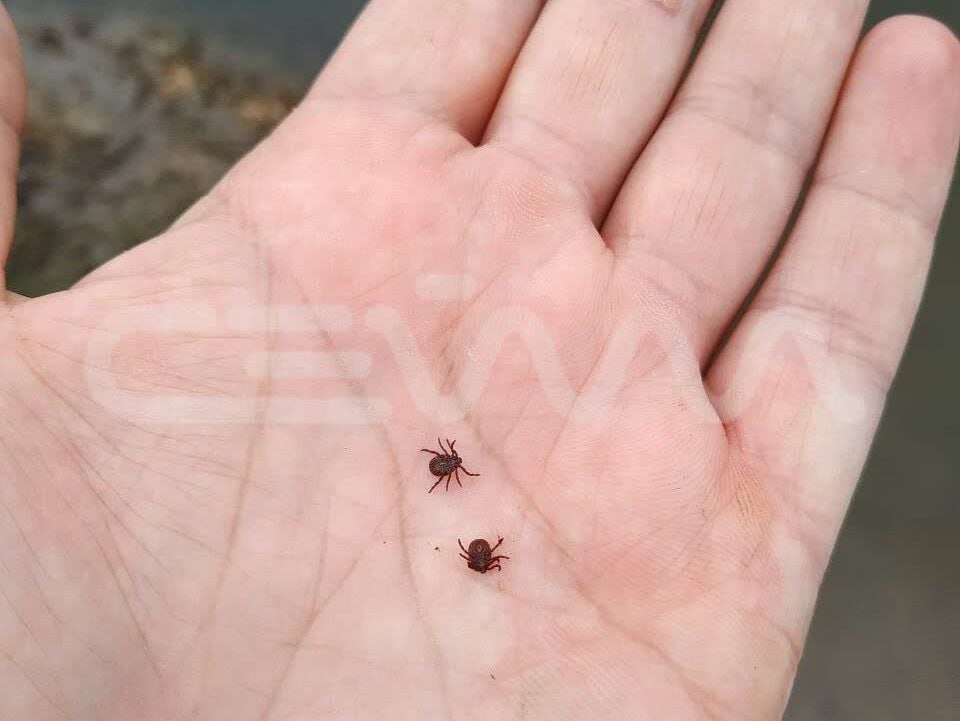 Активность клещей в Курской области снизилась в 4 раза