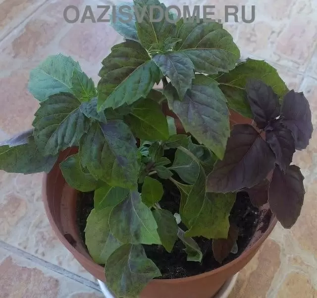 Базилик: ключ к здоровью и кулинарному вдохновению