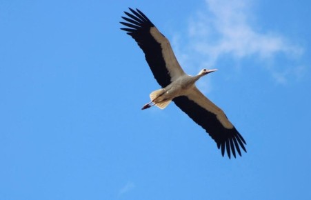 Белые аисты вернулись в Курскую область