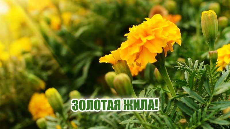������������ ������: ������������ ��������� �� ������ �������
