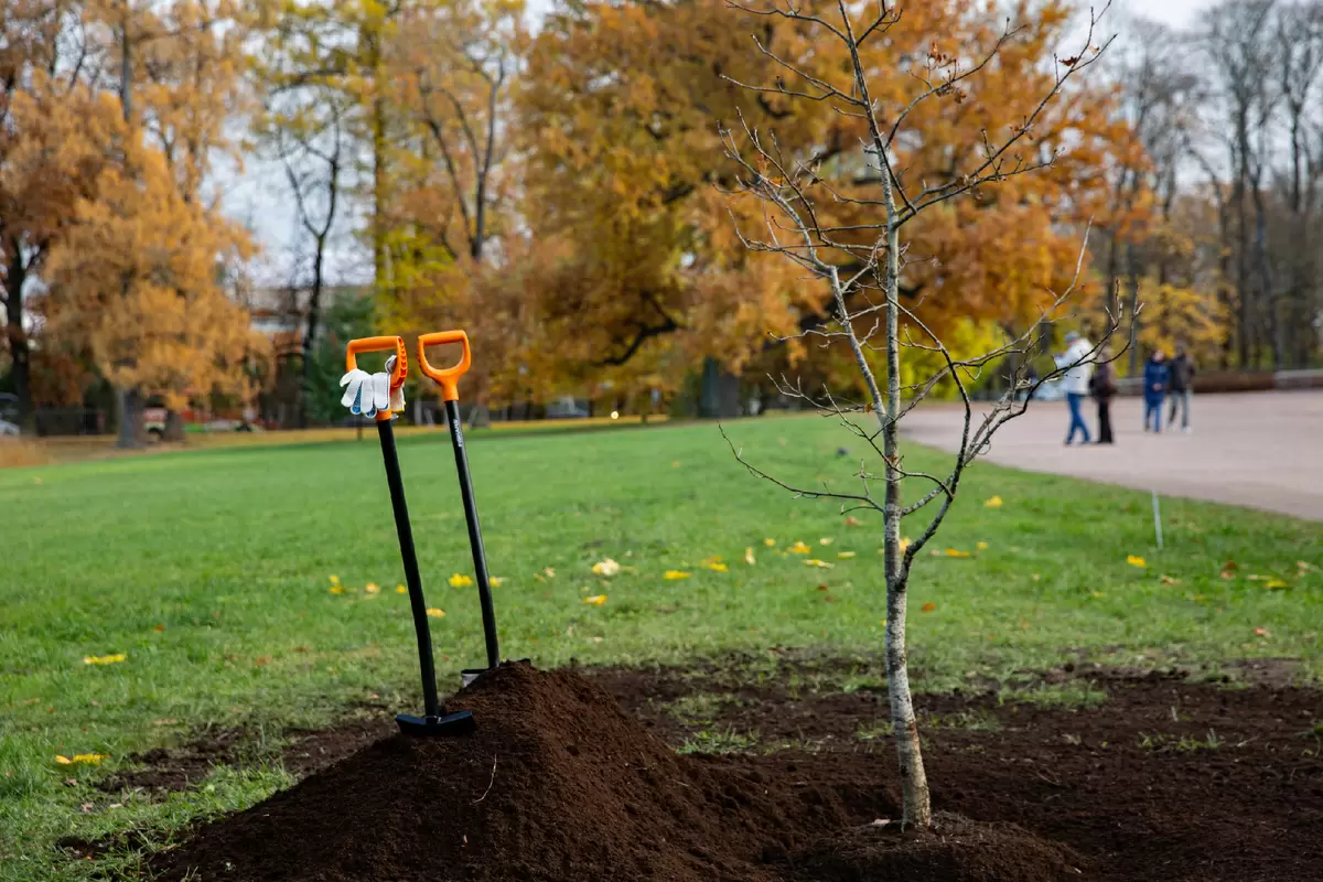 Новый дуб в Царском Селе: историческая традиция в действии