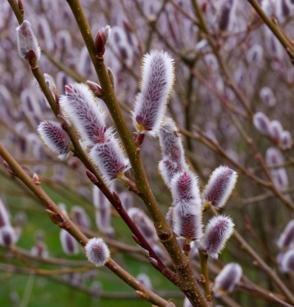 В Курской области 15 апреля ожидаются дожди и до +12 градусов