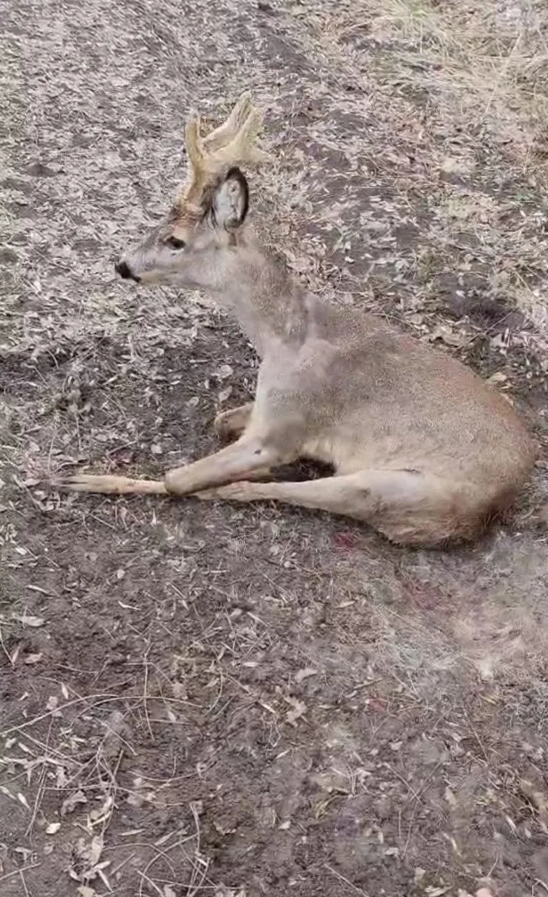 В Курской области ищут очевидцев, которые видели куда увезли раненую косулю