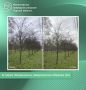 Результат обрезки лип на Боевке показало Минрироды региона