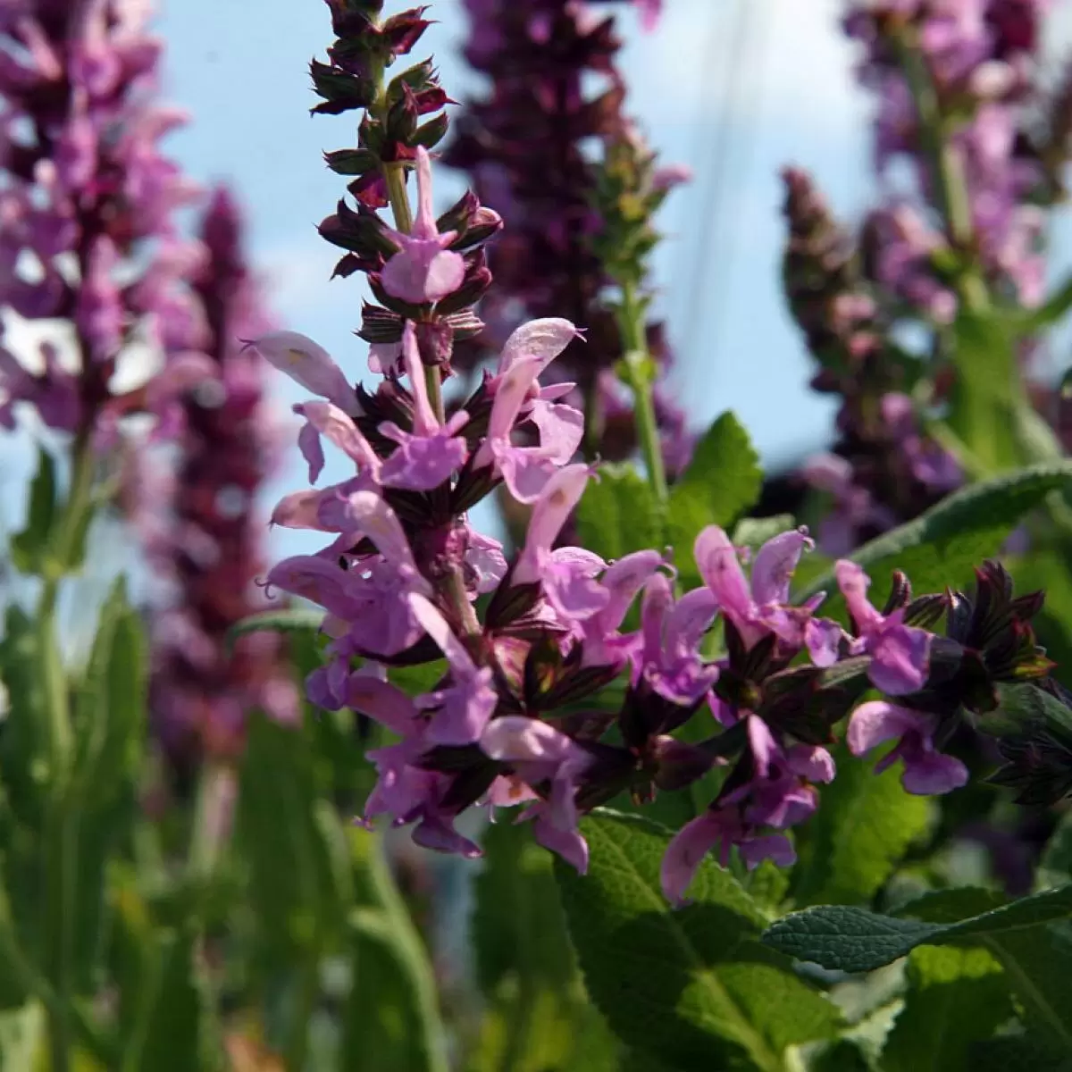 Как вырастить шалфей: секреты успешного сада