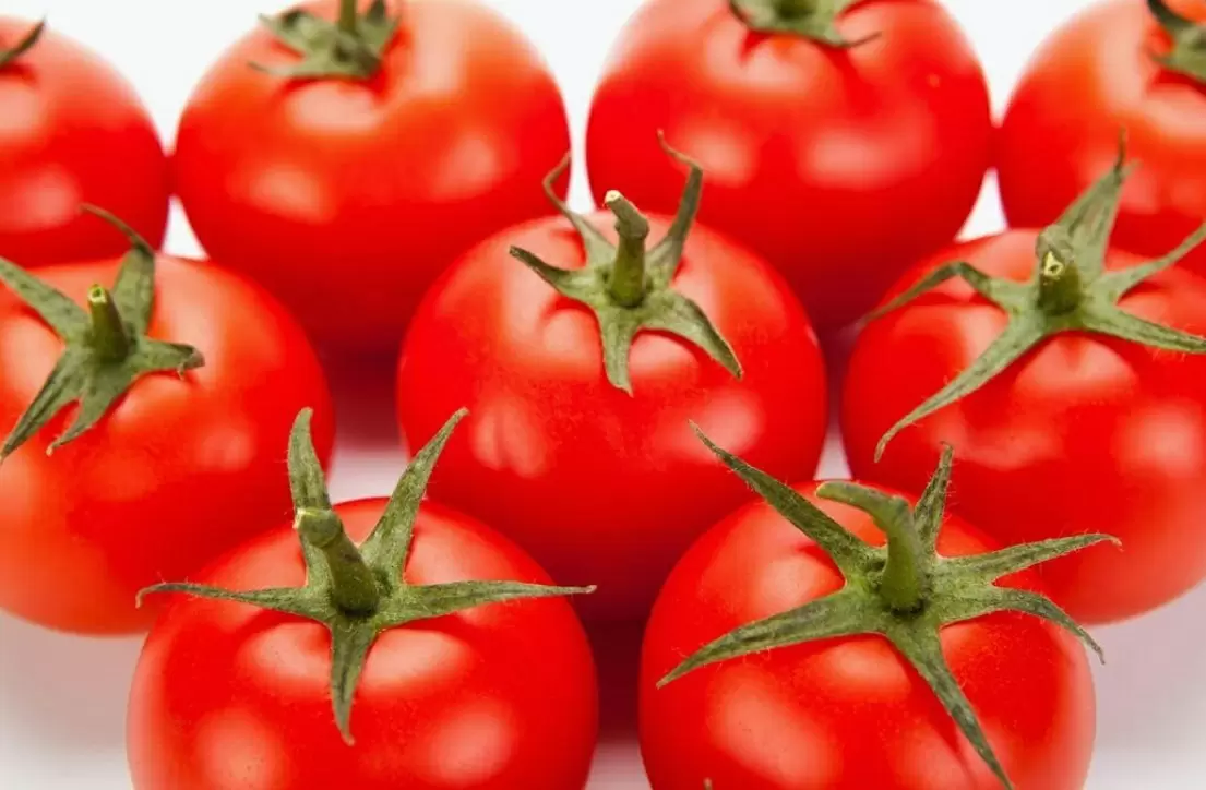 Томаты для теплиц: лучшие сорта для вашего урожая в 2026 году