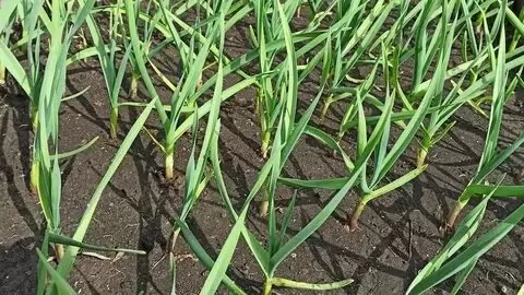 Как правильно подкармливать чеснок весной