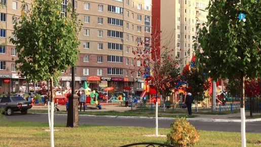 Вместо старых и аварийных деревьев в Курске высадят липу, берёзу, ель, можжевельник и кизильник