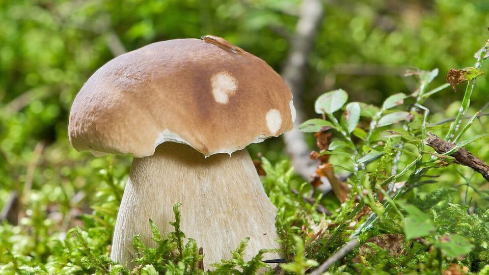 ��� ��������� ������� ����� �� ����: ��������� �����������