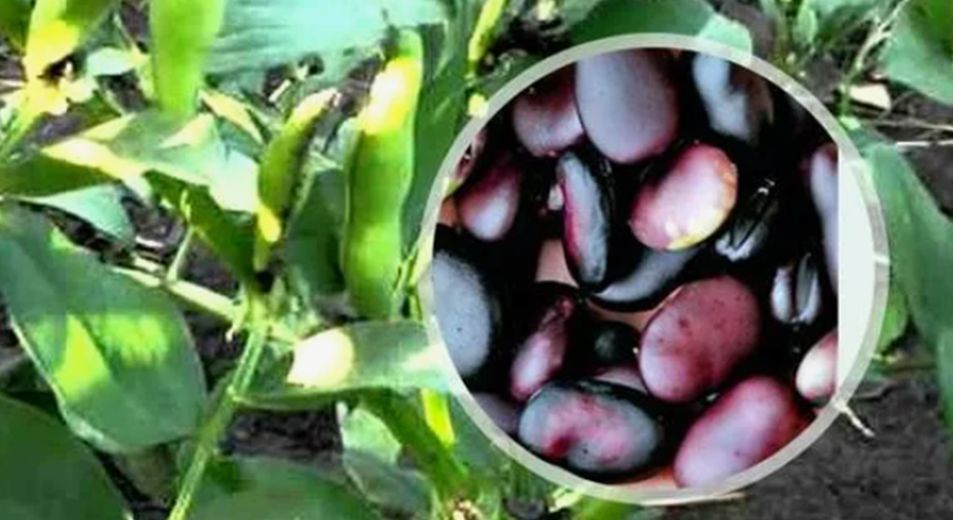 ��� �������� ����� ������� ���� ����� ����� ������ ���������