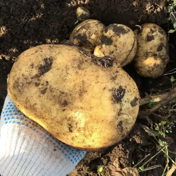 Сибирский картофель, который не подводит в дождливый сезон