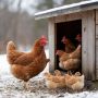 10 секретов зимнего ухода за курами, чтобы обеспечить стабильную яйценоскость