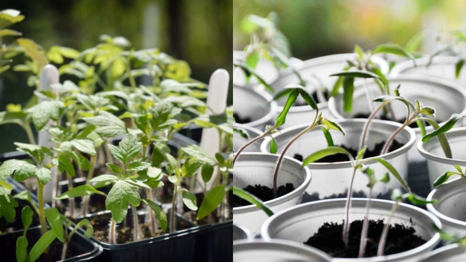 ��� �������� ������� ������� ����� �� 50 ����: ������� ��������������� ���������