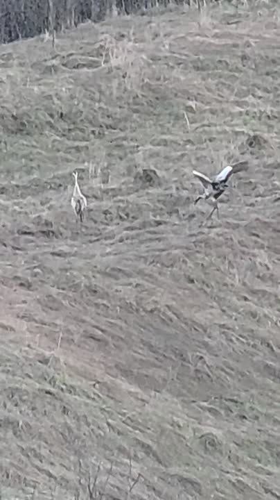 � ������� ������� ����������� ����� ��������