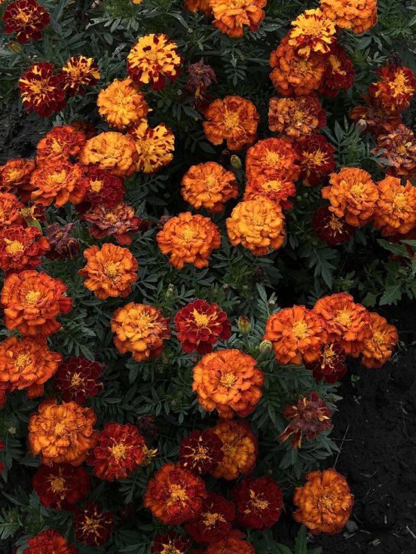 ������ ����� �������� ������ ��� ������ �� ���������� �����