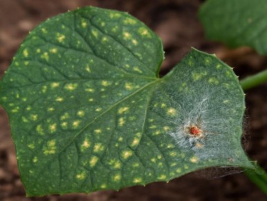 ��� �������� �������� �� ���������� �����: ����������� ������ ��� ���������