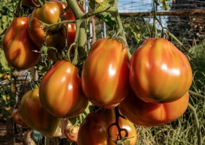 ��� ������������� ������ � ����: ������� ��������� ������