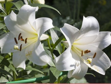 ����� �������� �����: ������� ��� ������ �������� � ��������� ������