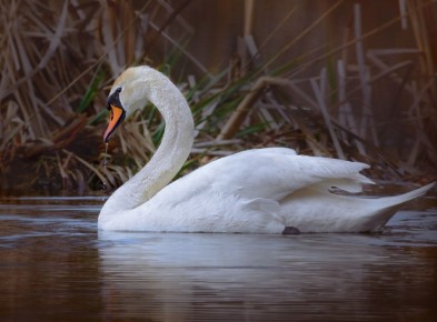 ������� ����� �������� ��������� � �������� ������������ ������� ������������, ���������� � �������������� ������