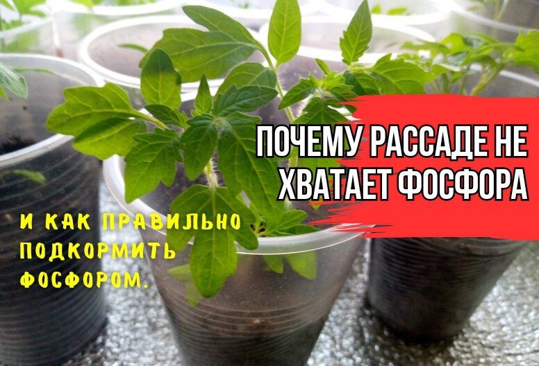 ������ ������� ���������� ������: �������� ������� � ������ ���������