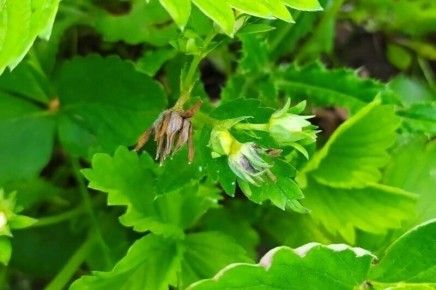 ��� ������ �������� �� ��������� �����������: ����������� ������ ������