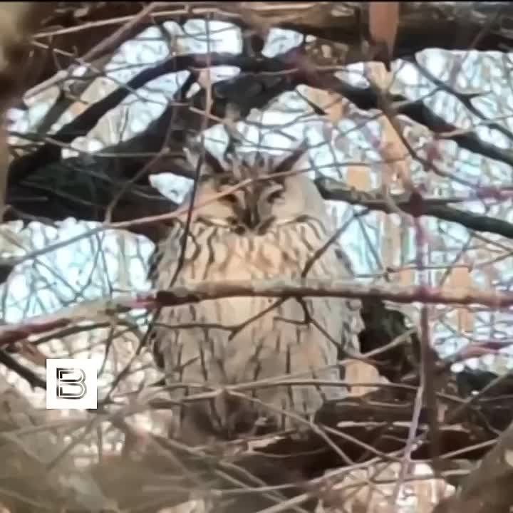 ������� ��������: ������� ���� � � ������