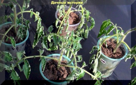 ��� ������� � ����� ���������� �������: ������� ������ ��� ���������