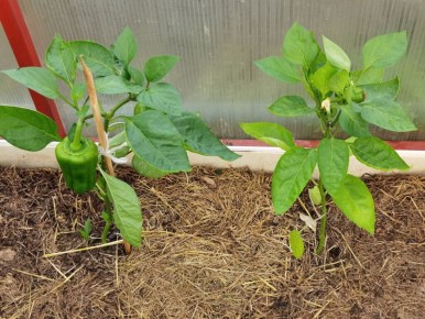 ��� ��������� ����������� ����� � �������