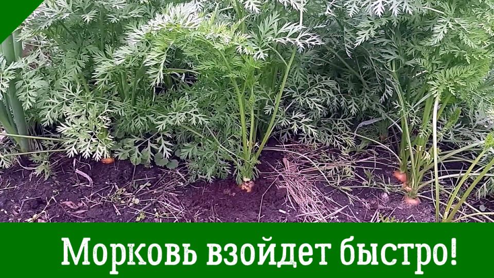 ��� ��������� ������� �����: ������� � ������ ��� ��������� ������