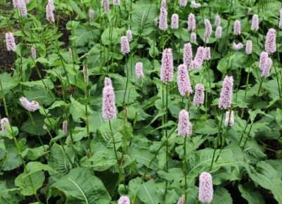 ��� ��������� ��������� �� ���������: ��������� ����� � ������� �����������